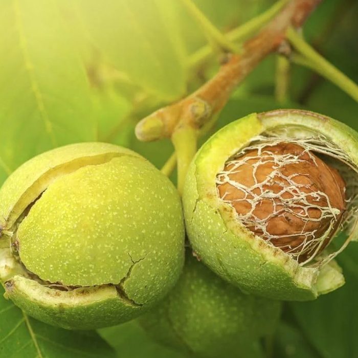 Walnut - Image 4