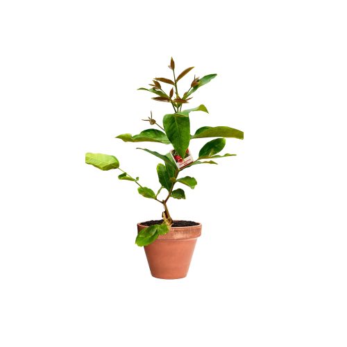 Water Apple-Red (Grafted)