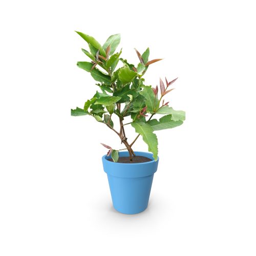 Water apple white(Grafted)