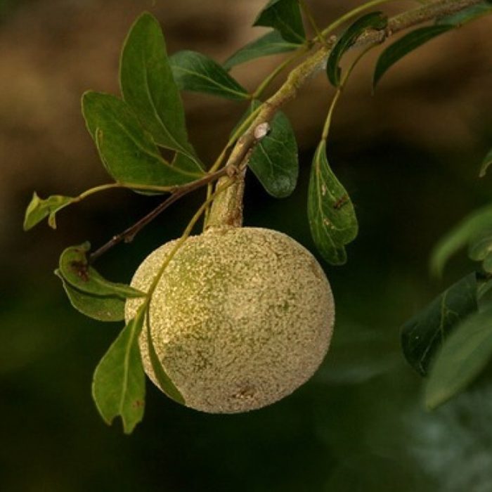 Wood Apple [sweet]
