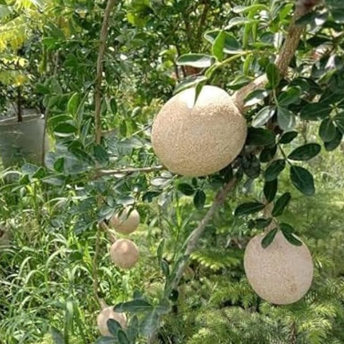 Wood Apple [sweet] - Image 3