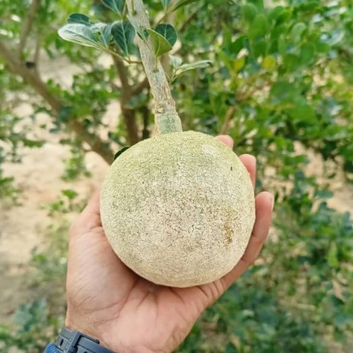 Wood Apple [sweet] - Image 4