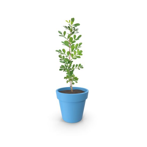 Wood apple(Grafted)