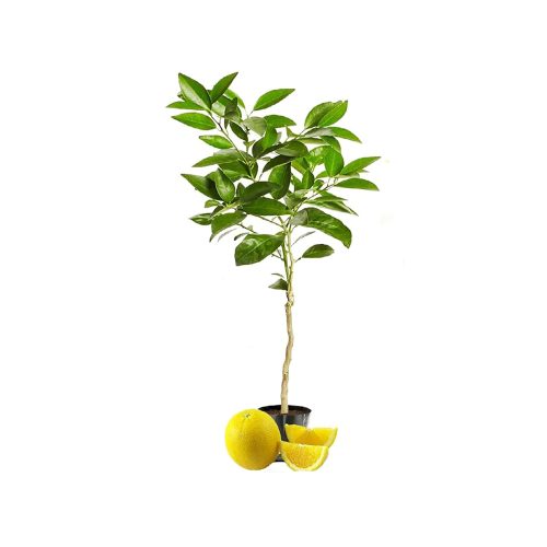 Yellow Mosambi