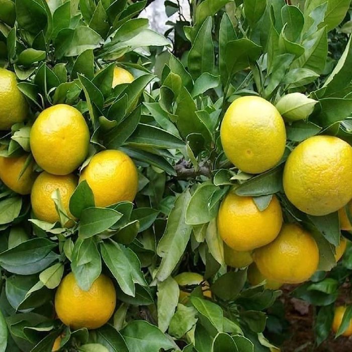 Yellow Mosambi - Image 2