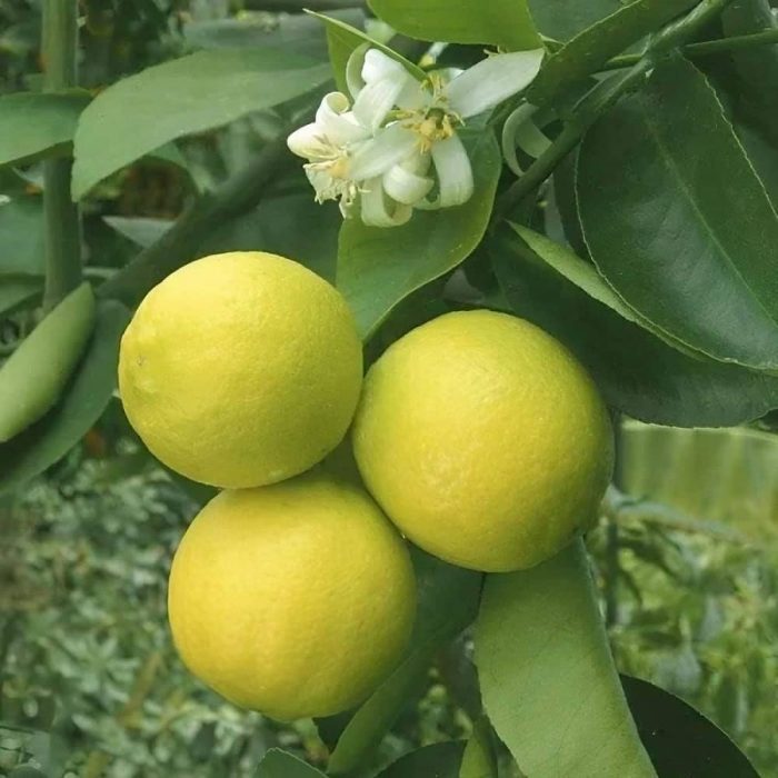 Yellow Mosambi - Image 3