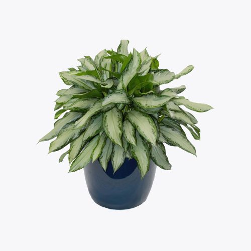 Aglaonema Chrispum