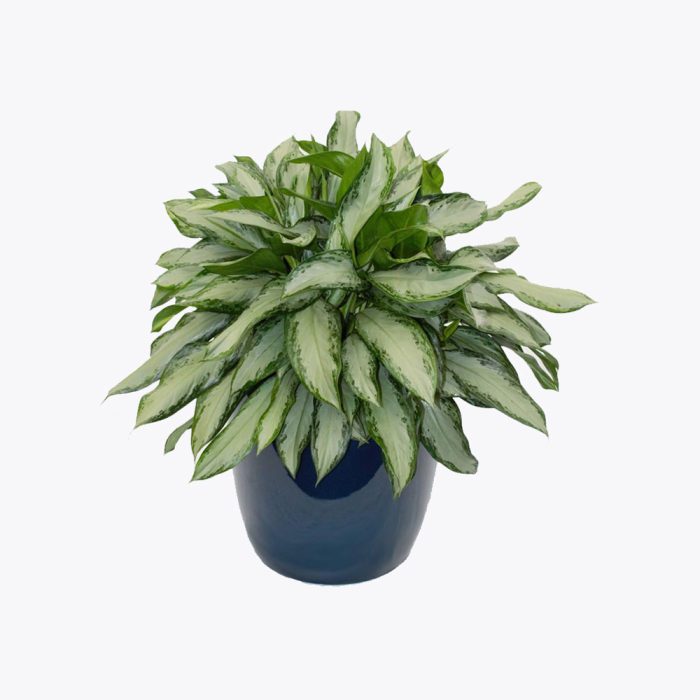 Aglaonema Chrispum
