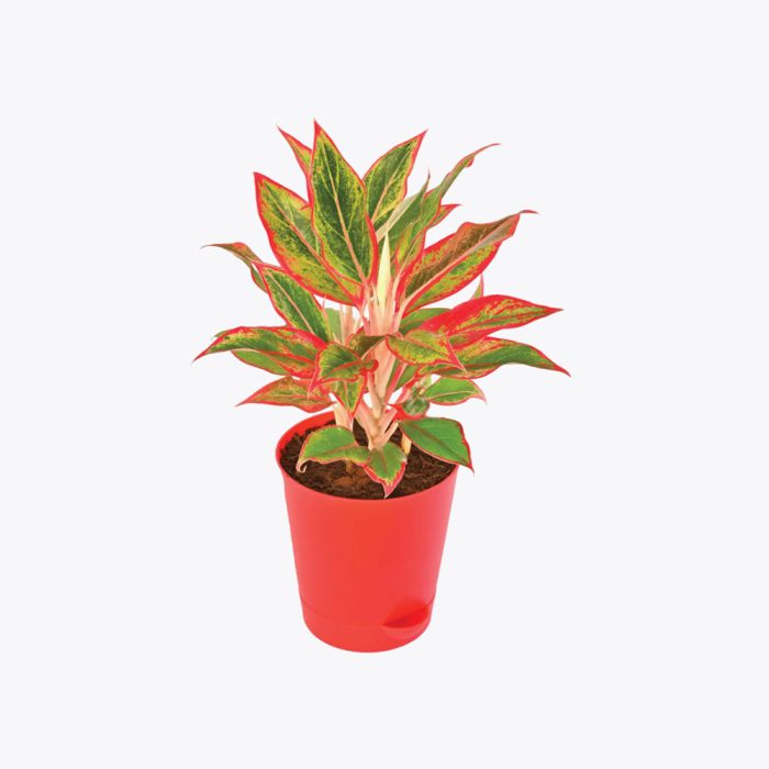 Aglaonema Costatum