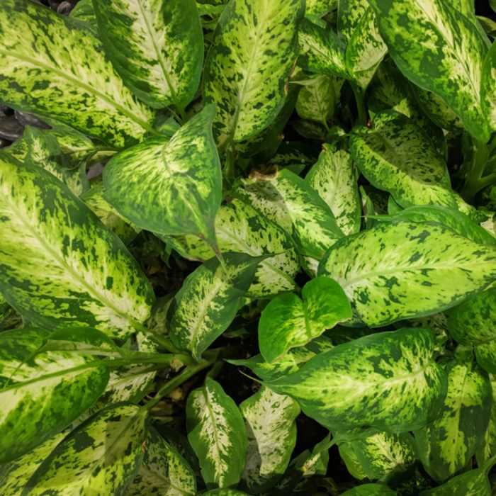 Aglaonema Costatum - Image 2