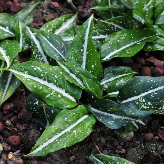 Aglaonema Costatum - Image 3