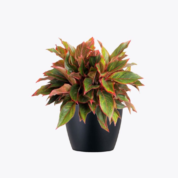 Aglaonema Hybrid -Butterfly