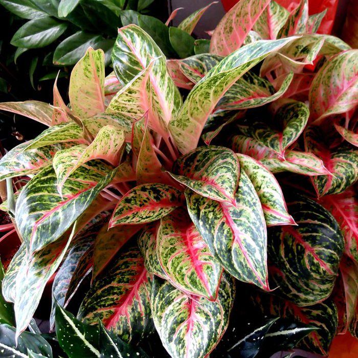 Aglaonema Hybrid -Butterfly - Image 2