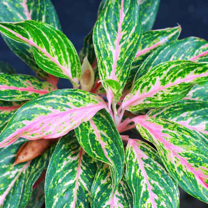 Aglaonema Hybrid -Butterfly - Image 3