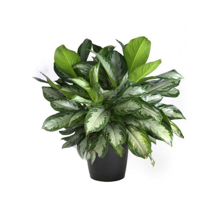 Aglaonema Snow white