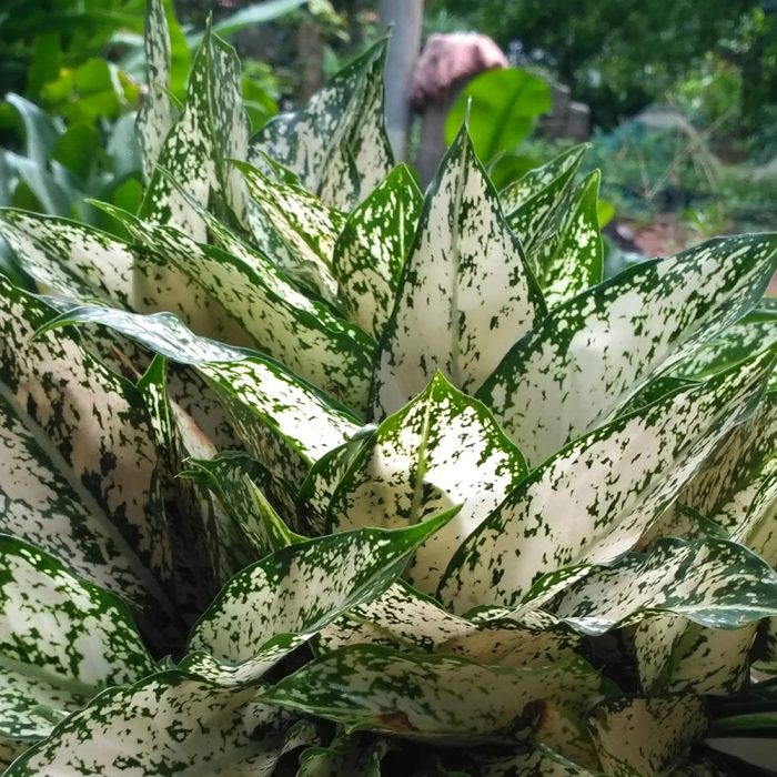 Aglaonema Snow white - Image 2