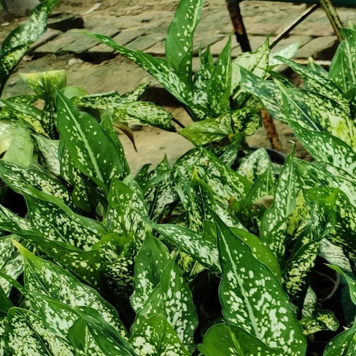 Aglaonema Snow white - Image 3