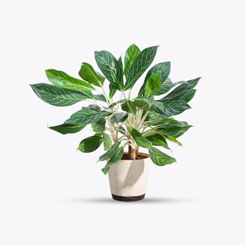 Aglonema Dove