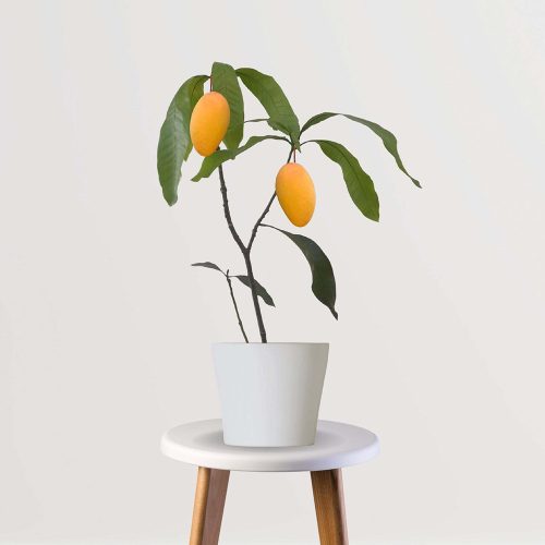 Amrapali mango / ఆమ్రపాలి మామిడి(Grafted)