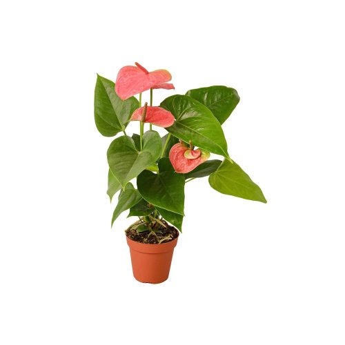 Anthurium Plant