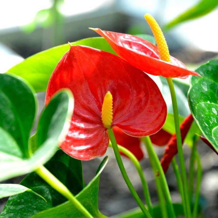Anthurium Plant - Image 2