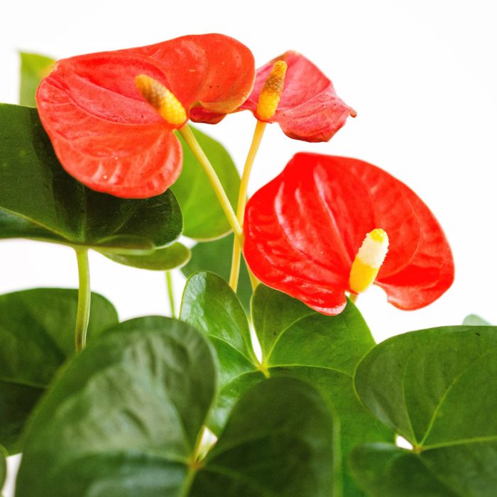 Anthurium Plant - Image 3