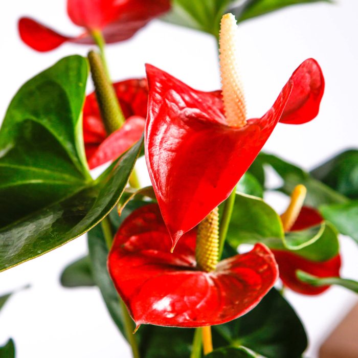 Anthurium Plant - Image 4