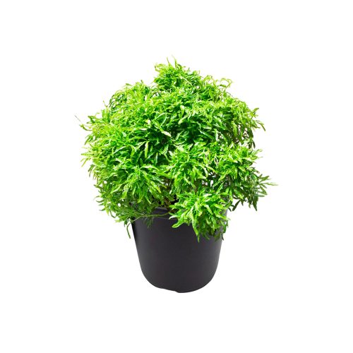 Aralia golden plant