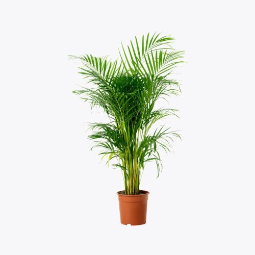 Areca palm plant