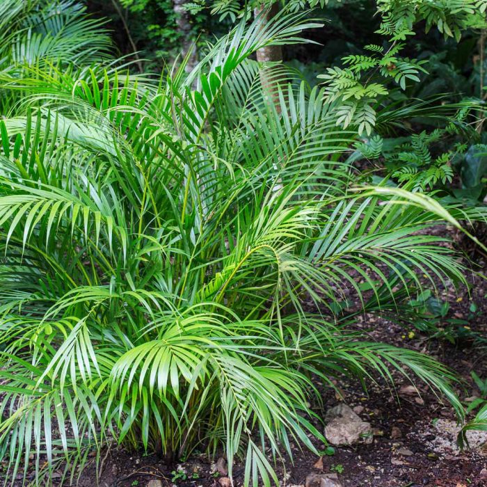 Areca palm plant - Image 2