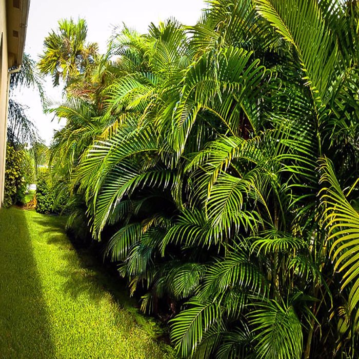 Areca palm plant - Image 3