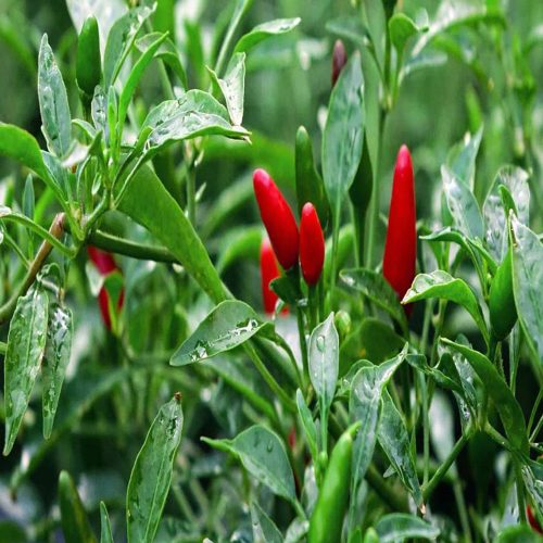 Assam mirchi / అస్సాం మిరప