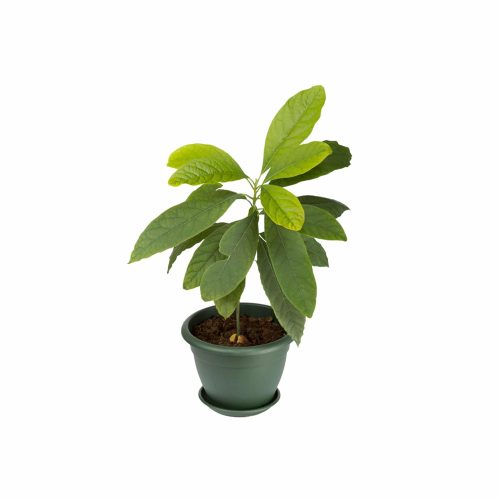 Avacado Plant / అవకాడో చెట్టు(Grafted)