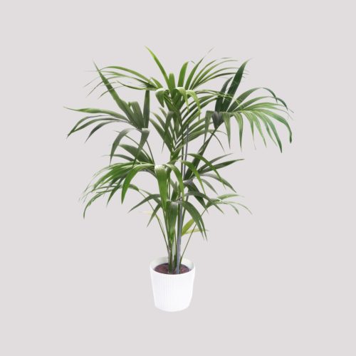 Baby Palm