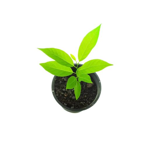 BalaNagar sitaphal / బాలానగర్ సీతాఫలము(Grafted)