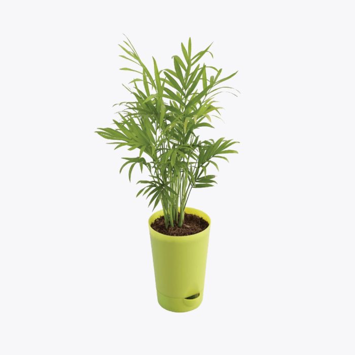 Bamboo palm plant