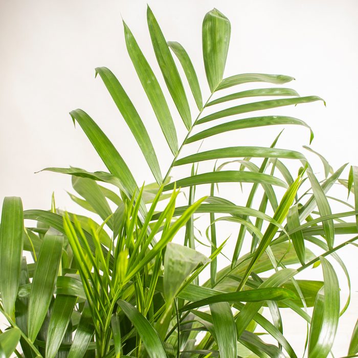 Bamboo palm plant - Image 2