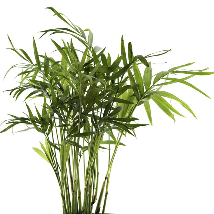Bamboo palm plant - Image 3