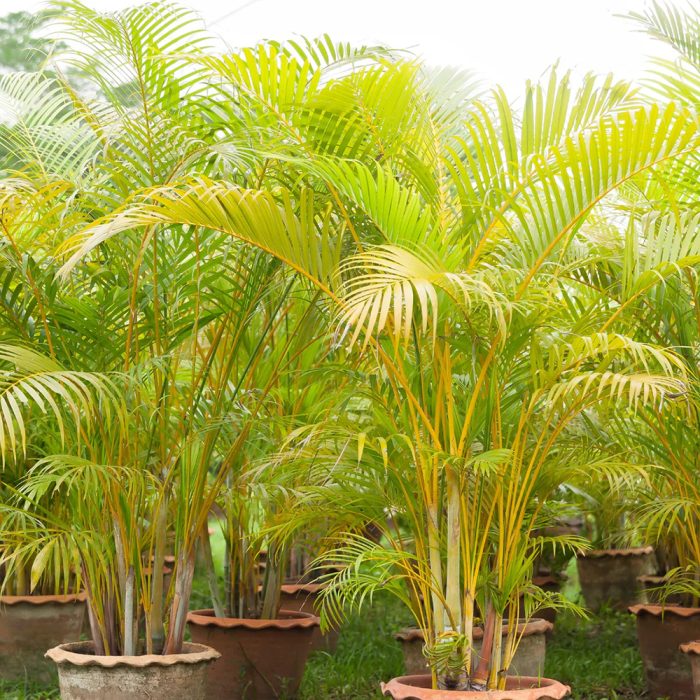 Bamboo palm plant - Image 4