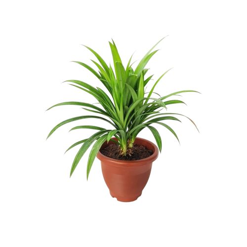 Basmati Pandanas