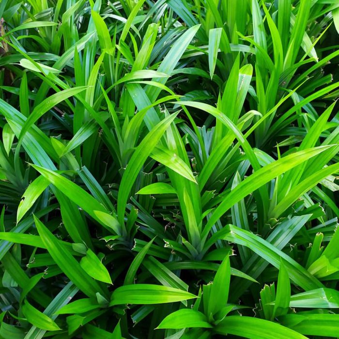Basmati Pandanas - Image 2