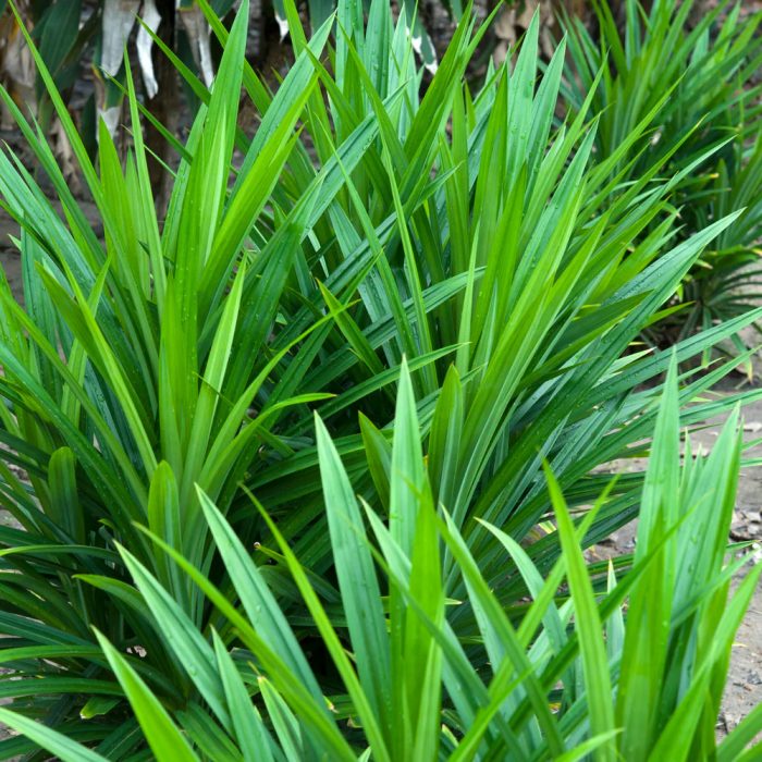 Basmati Pandanas - Image 3