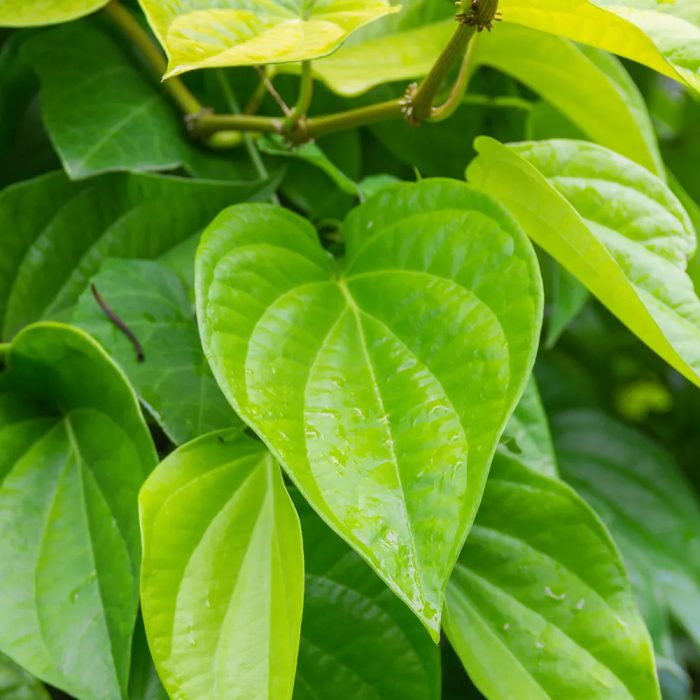 Beetle Leaf - Image 3
