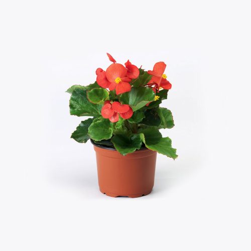 Begonias