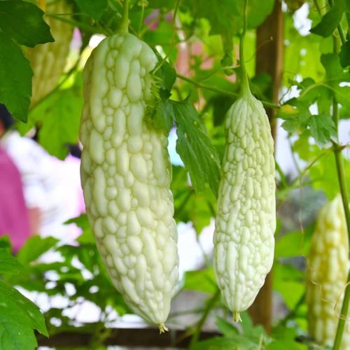 Bitter gourd white