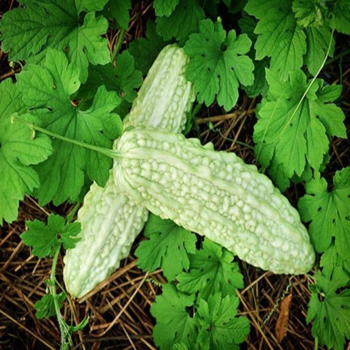 Bitter gourd white - Image 3