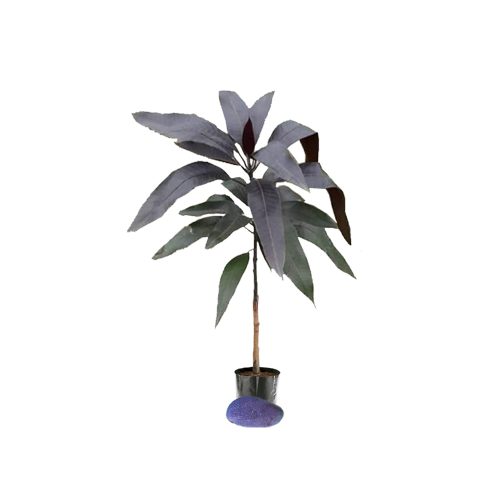 Black Stone Mango