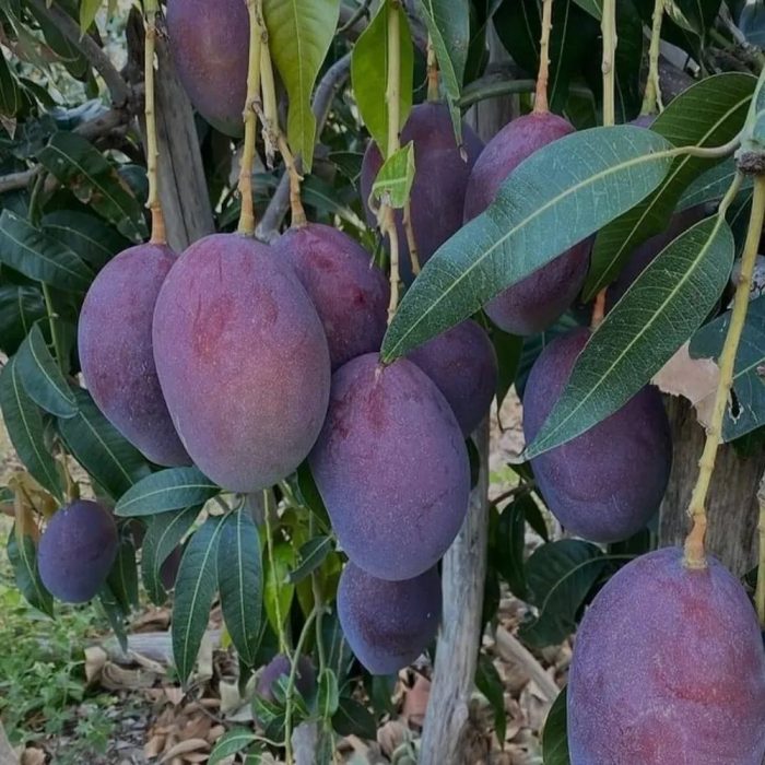 Black Stone Mango - Image 3