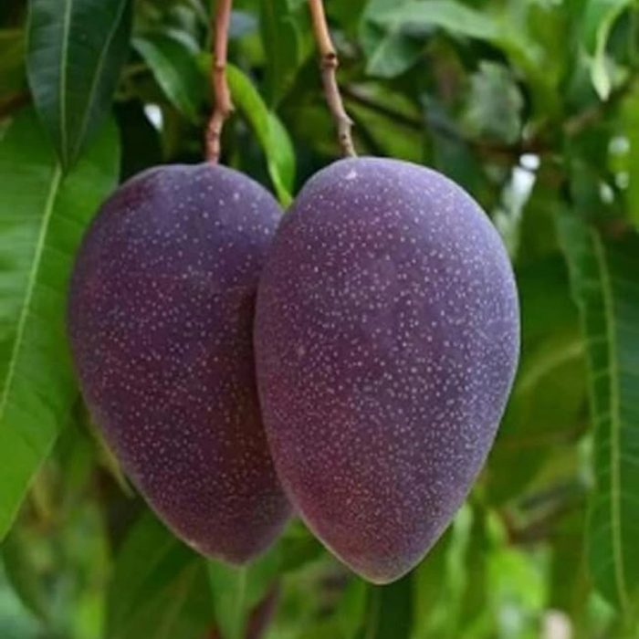 Black Stone Mango - Image 4