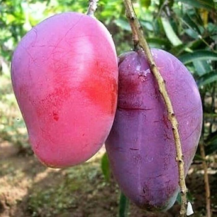 Black Stone Mango - Image 5